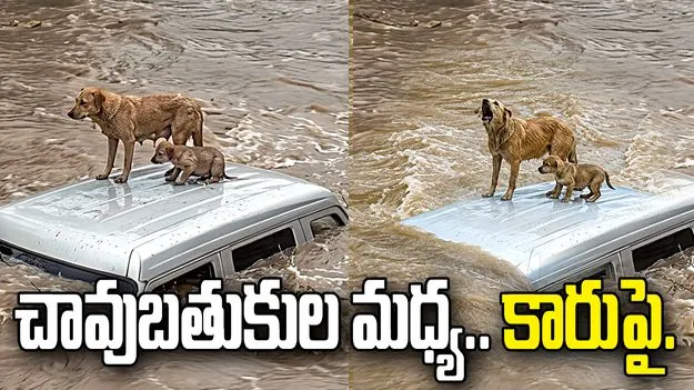 నీరు చుట్టుముట్టినా.. పిల్ల కోసం తల్లి కుక్క పోరాటం.. వీడియో వైరల్