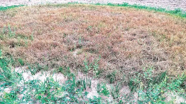 Drought in ten mandalsపది మండలాల్లో కరువు