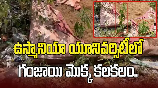 ఉస్మానియా యూనివర్సిటీలో గంజాయి మొక్క కలకలం.. పోలీసులకు ఫిర్యాదు