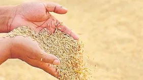 సన్నాలకు రికార్డు ధర