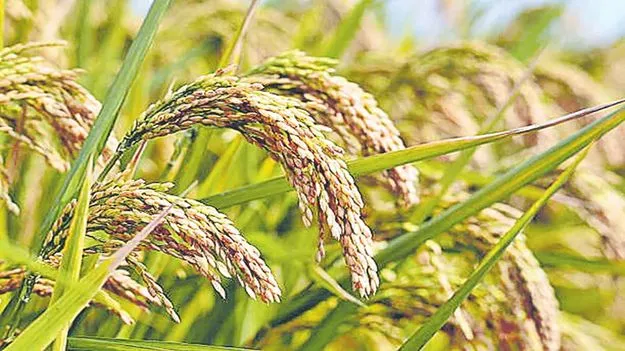 సన్నవడ్లకు పెరిగిన డిమాండ్‌