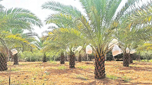 గ్లోబల్‌ హార్టికల్చర్‌ హబ్‌కు తొలి అడుగు 