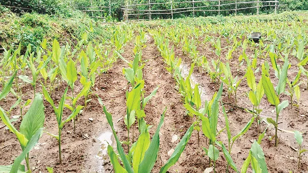   Turmeric Cultivation   8 వేల ఎకరాల్లో పసుపు సాగుకు సై