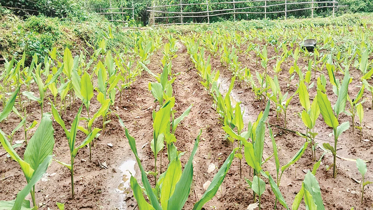 Turmeric Cultivation 8 వేల ఎకరాల్లో పసుపు సాగుకు సై