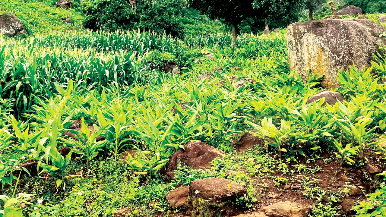 Cultivation of Wealth గిరిశిఖరాల్లో సిరుల సేద్యం