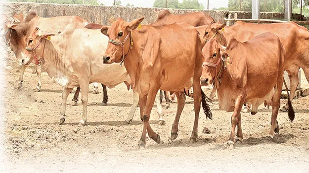 What is the livestock wealth?  పశు సంపద ఎంత?