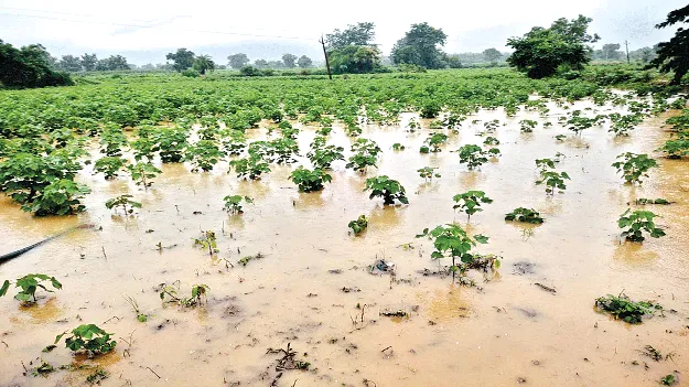 Rains Bring Renewed Hope  వర్షంతో చిగురిస్తున్న ఆశలు
