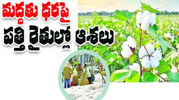 మద్దతు ధరపై పత్తి రైతుల్లో ఆశలు
