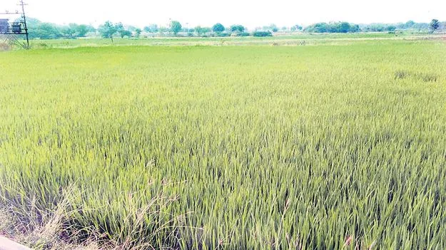  రైతుకు వరుణుడి అండ