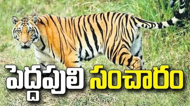 మార్కాపురం: అర్ధవీడు మండలంలో పెద్దపులి సంచారం 