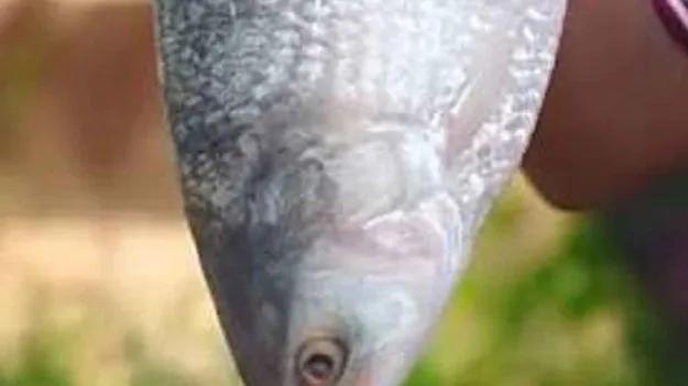  కిలోన్నర పులస   రూ.22 వేలు
