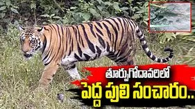 తూర్పుగోదావరిలో పెద్ద పులి సంచారం.. భయాందోళనలో గ్రామస్థులు