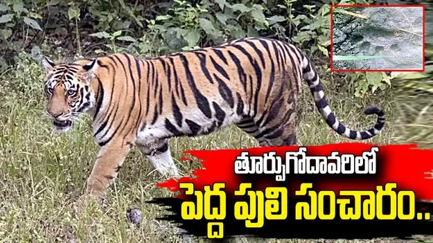 తూర్పుగోదావరిలో పెద్ద పులి సంచారం.. భయాందోళనలో గ్రామస్థులు