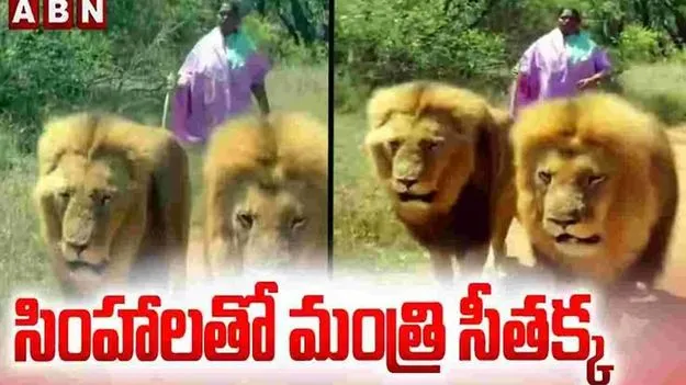 ముందు సింహాలు.. వెనుక మంత్రి సీతక్క.. షాకింగ్ వీడియో వైరల్!