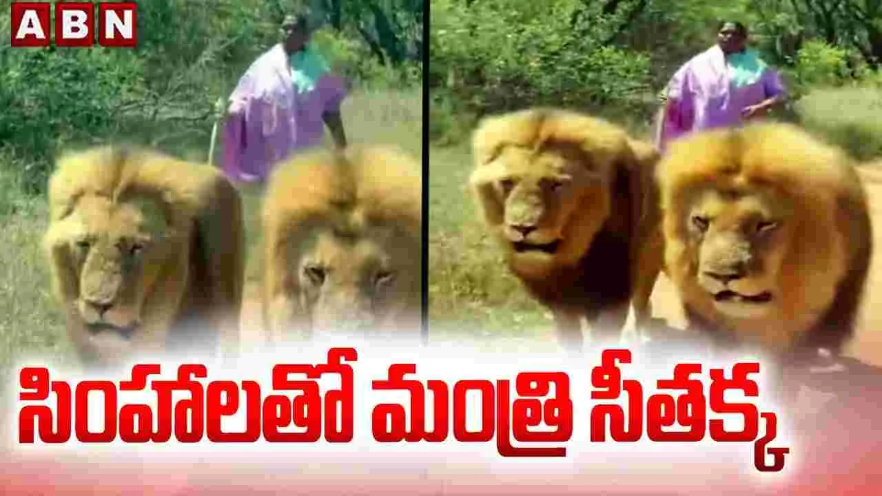 దక్షిణాఫ్రికా సింహాలతో మంత్రి సీతక్క.. వీడియో వైరల్