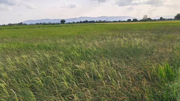 విద్యుత్‌శాఖ నిర్లక్ష్యం