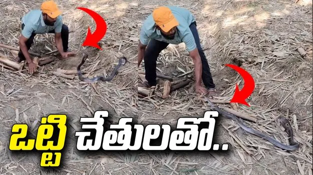 పాము కాటేయడానికి దూసుకొచ్చినా తగ్గలేదు..  ఒట్టి చేతులతో..