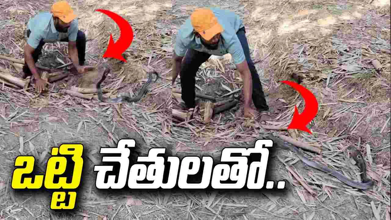 పాము కాటేయడానికి దూసుకొచ్చినా తగ్గలేదు.. ఒట్టి చేతులతో.. పాము కాటేయడానికి దూసుకొచ్చినా తగ్గలేదు.. ఒట్టి చేతులతో..