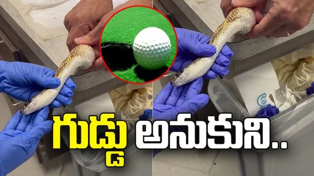 గుడ్లనుకొని గోల్ఫ్ బాల్స్‌ను మింగేసిన పాము.. చివరకు.. 