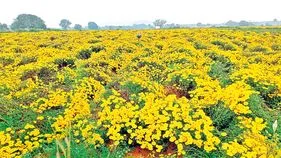 ఎల్‌నినో వేళ రైతులకు చామంతి కొత్త దారి..