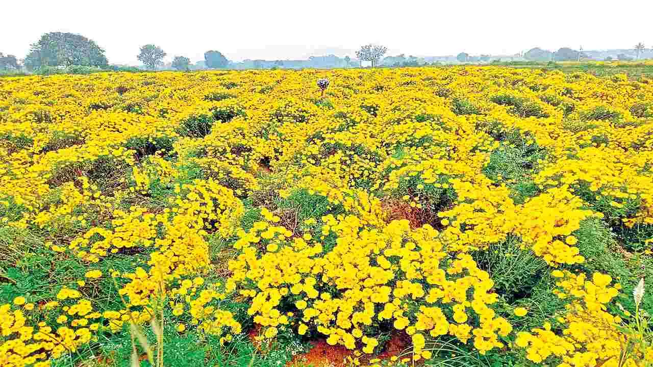 ఎల్‌నినో వేళ రైతులకు చామంతి కొత్త దారి..