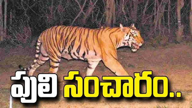 తూర్పుగోదావరిలో మైదాన ప్రాంతాలకు పెద్దపులి.. గ్రామాలకు అలర్ట్