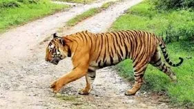 తూ.గో. జిల్లాలో పెద్దపులి సంచారం.. ఒంటరిగా పొలాల్లోకి వెళ్లొద్దని హెచ్చరిక