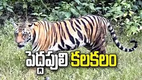 మంచిర్యాల జిల్లాలో పెద్ద పులి సంచారం.. భయాందోళనలో గ్రామస్థులు