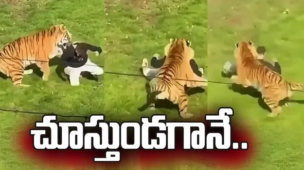 పులుల ఎన్‌క్లోజర్‌లోకి దూకేశాడు.. చివరికి.. 