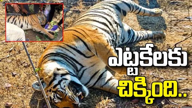 నలుగురి ప్రాణాలు తీసిన పులిని.. ఎట్టకేలకు బంధించిన అధికారులు..