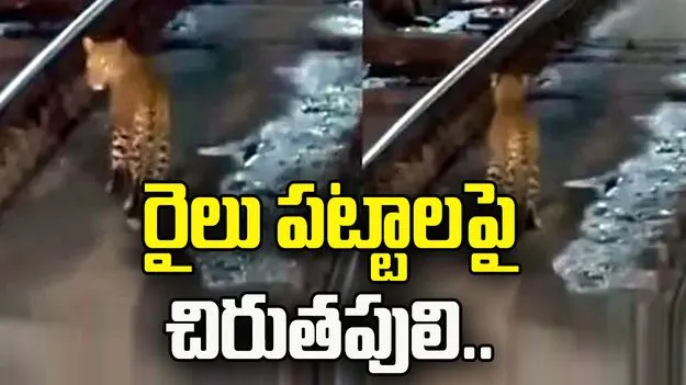 టన్నెల్‌లో రైలు పట్టాలపై చిరుతపులి.. లోకో పైలట్ ఏం చేశాడంటే.. 