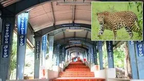 తిరుమల నడకమార్గంలో చెట్టుపై చిరుత.. భక్తుల పరుగో పరుగు