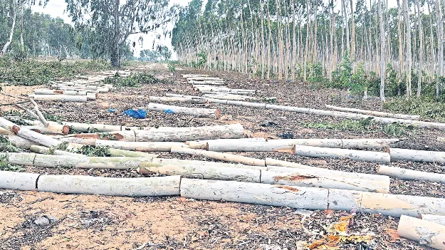 రిజర్వు ఫారెస్ట్‌లో ఇంటి దొంగలు