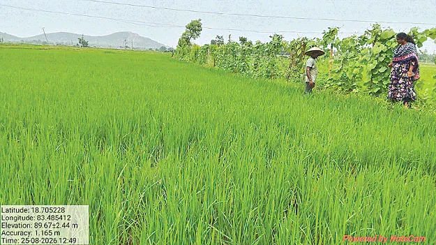  addy Cultivation!  వరిసాగులో  వెనక్కి తగ్గలే..!