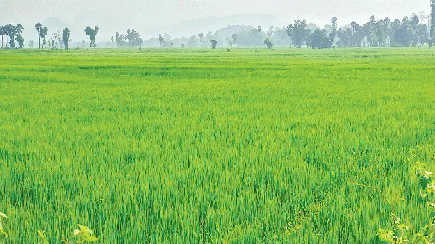   Kharif  ఖరీఫ్‌ గట్టెక్కినట్టేనా?