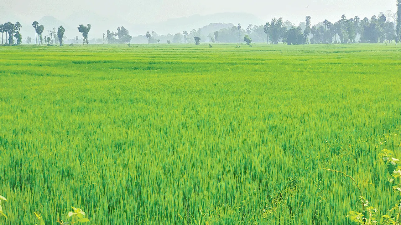 Kharif ఖరీఫ్‌ గట్టెక్కినట్టేనా?