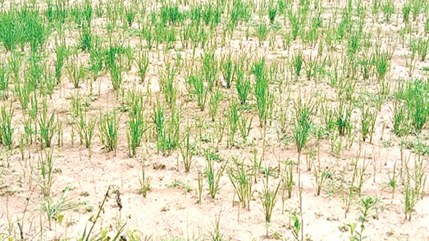 11 మండలాల్లో లోటు