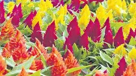 బతుకునిచ్చే బతుకమ్మ..గునుగుపూల విక్రయంతో ఉపాధి
