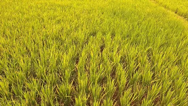 ఎండుతున్న వరి.. వాడుతున్న పత్తి