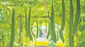 విభిన్న పంటలు.. నిరంతర ఆదాయం