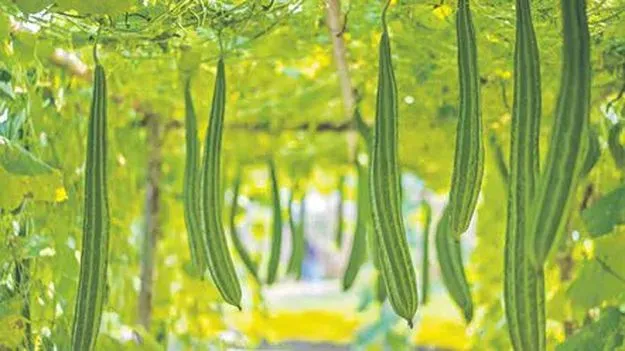 విభిన్న పంటలు.. నిరంతర ఆదాయం