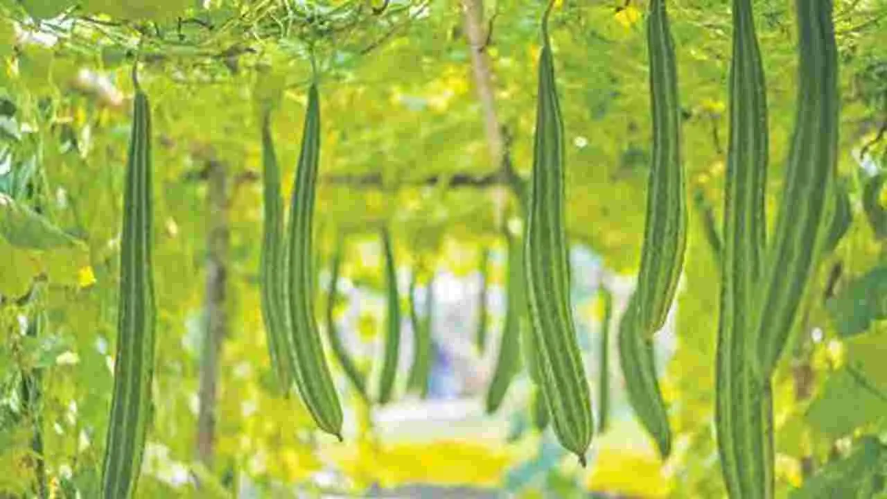 విభిన్న పంటలు.. నిరంతర ఆదాయం