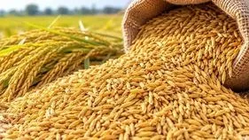 దొడ్డు వడ్లకూ డిమాండ్‌.. మద్దతు ధరను మించి కొనుగోళ్లు