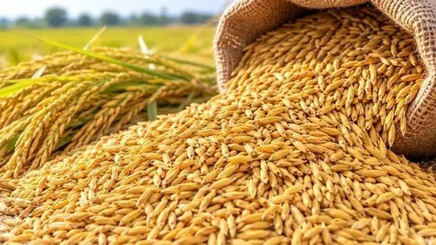 దొడ్డు వడ్లకూ డిమాండ్‌.. మద్దతు ధరను మించి కొనుగోళ్లు