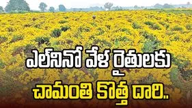 ఎల్‌నినో వేళ రైతులకు చామంతి కొత్త దారి..