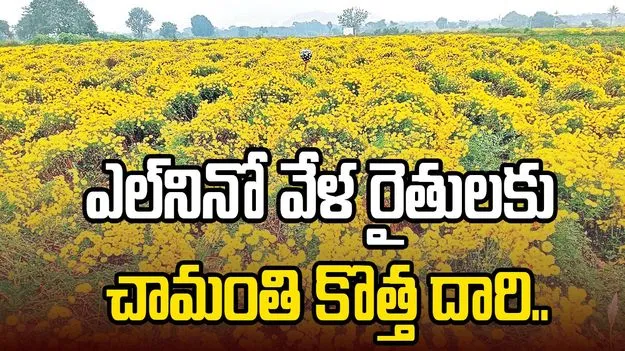 ఎల్‌నినో వేళ రైతులకు చామంతి కొత్త దారి..
