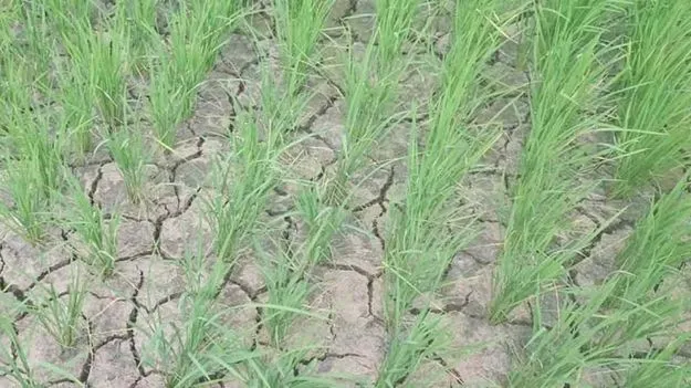 ఎండుతున్న వరి పొలాలు