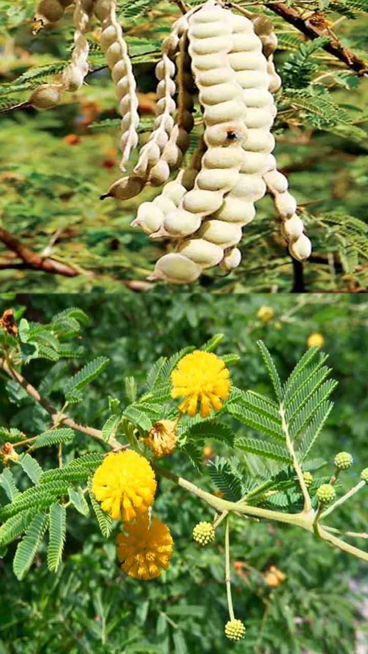 ఈ మొక్క వల్ల కలిగే 5 ప్రయోజనాల గురించి మీకు తెలుసా..