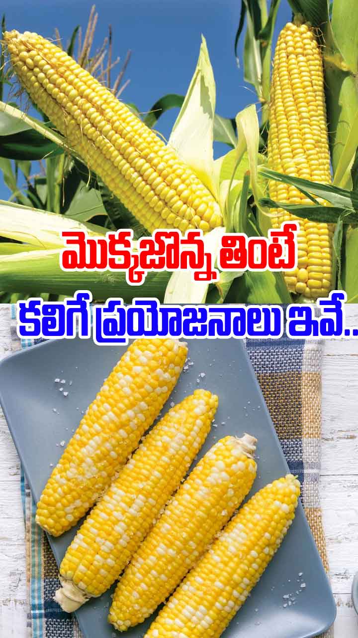మొక్కజొన్న తింటే కలిగే ప్రయోజనాలు ఇవే.. 