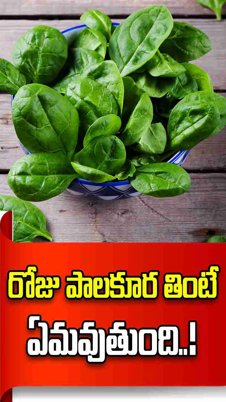 రోజు పాలకూర తింటే ఈ సమస్యలు అన్ని దూరం..